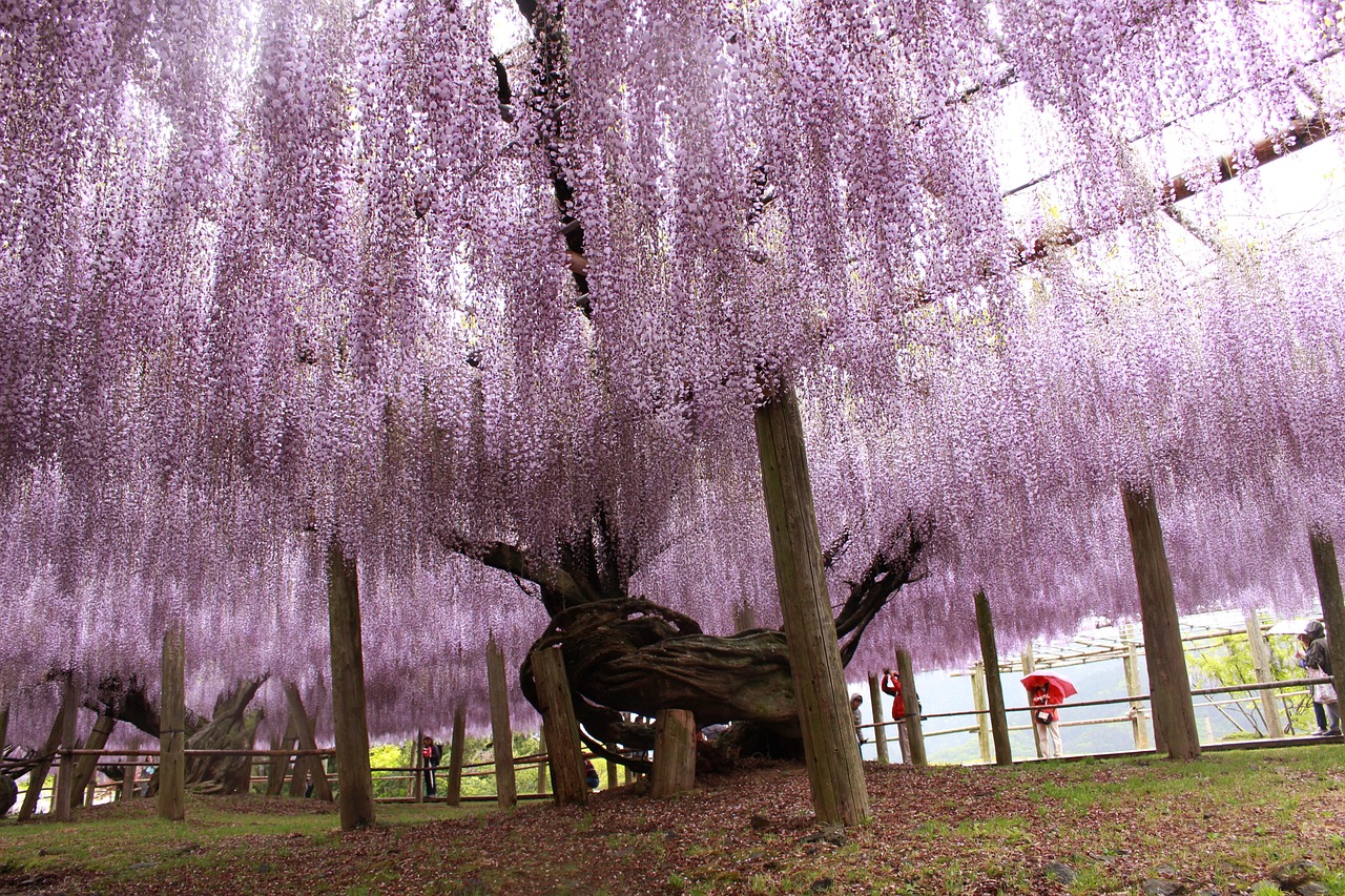 Tour de 8 días por Tokio, Monte Fuji, Kioto y Nagasaki salida sábados desde Tokio
