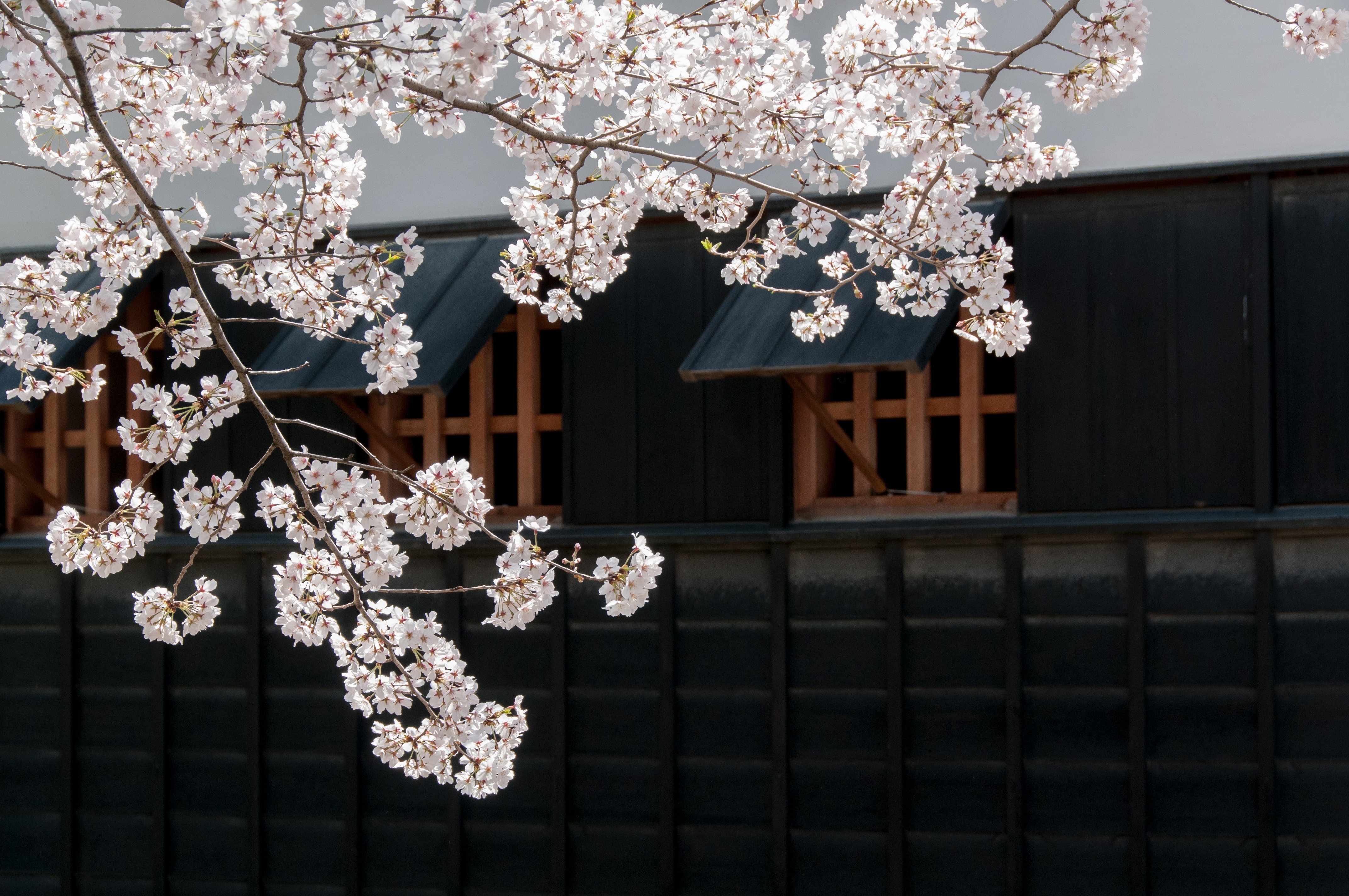 Tour de14 días por los Sueños de Sakura- fin Sapporo salida los viernes desde Tokio